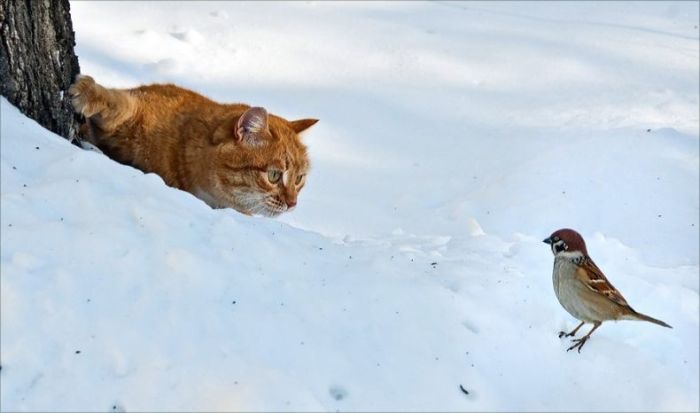 [desire+cat+vs+bird.jpg]