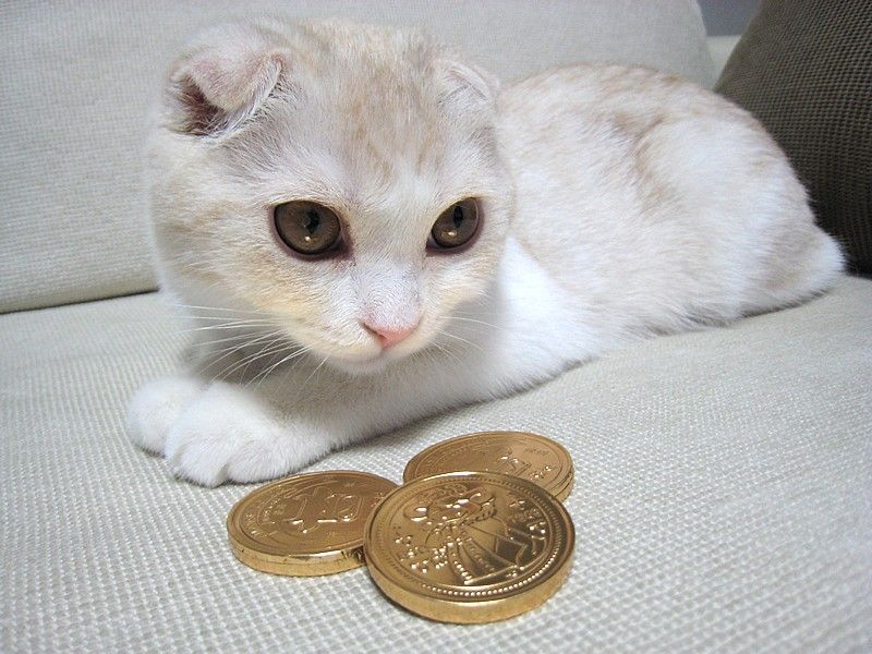[cat-with-money.jpg]