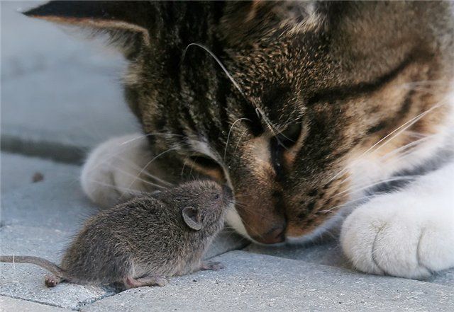 [cat+and+mouse.jpg]