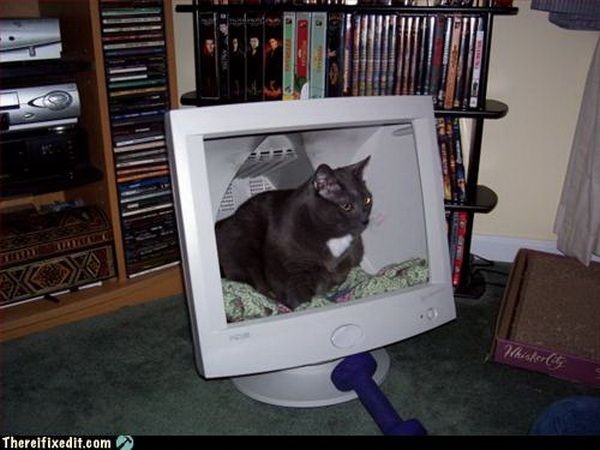 [cat+in+monitor+really+209.jpg]