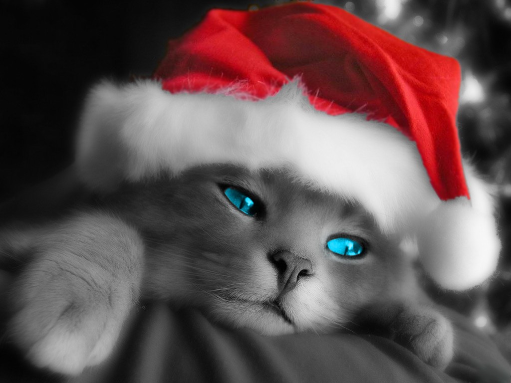[cat with Christmas hat.jpg]