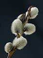 44 2015-02-28 Close-ups of Salicaceae flowers, Weinviertel (Producer M. Stich) uploaded by Hubertl, nominated by Hubertl