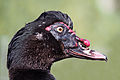 8 Muscovy duck portrait uploaded by Baresi franco, nominated by Baresi franco