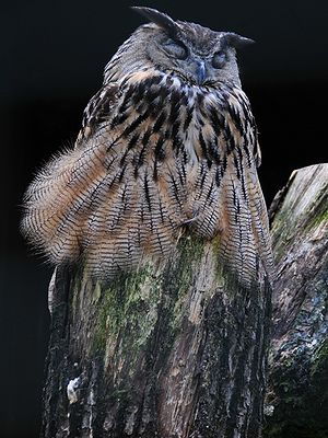 Owl on Treetrunk