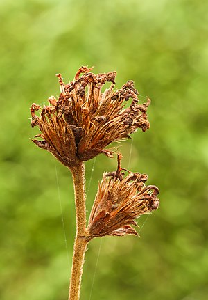 Seed pods of Plumbago auriculata Location Garden Sanctuary Jonker Valley