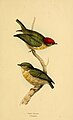 "A_selection_of_the_birds_of_Brazil_and_Mexico_(Plate_25)_(Machaeropterus_regulus).jpg" by User:Fæ