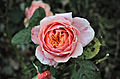 51 Comestible rose in the Laquenexy orchard garden, Moselle, France (01).jpg (2) uploaded by M0tty, nominated by M0tty
