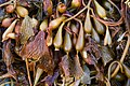 23 Seaweed in Ensenada Baja California uploaded by Tomascastelazo, nominated by Tomascastelazo