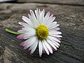 23 Pink twinged daisy on table edit uploaded by Ram-Man, nominated by Ram-Man