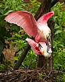12 Roseate spoonbills at Smith Oaks Sanctuary, High Island, mating uploaded by Frank Schulenburg, nominated by Frank Schulenburg