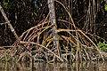 102 Detail of mangrove roots uploaded by Jonathan Wilkins, nominated by ArionEstar