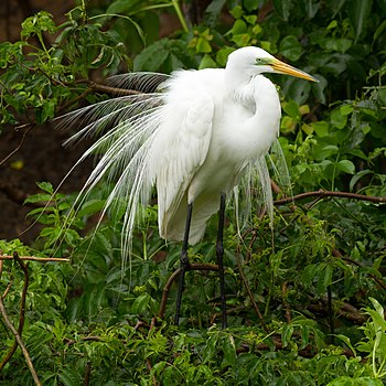 Great Egret during mating season at Smith Oaks Sanctuary, High Island.