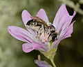 14 Megachile montenegrensis female 2 uploaded by Gidip, nominated by Gidip