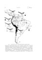 "Distribution_of_Neomorphus_geoffroyi_species_group_by_Jürgen_Haffer_1977.pdf" by [[User:]]