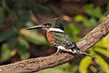 "Green_kingfisher_(Chloroceryle_americana)_male_3.jpg" by User:Charlesjsharp
