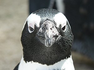 Front view of an African Penguin face.