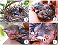 "Nest_of_Neothraupis_fasciata_with_parasitized_nestlings.jpg" by User:Ixocactus