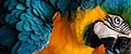 "Serra_da_Capivara_Blue_and_Yellow_Macaw.jpg" by User:LeonardoRamos