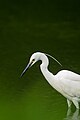 111 Eastern great egret 2015-06-17 uploaded by Laitche, nominated by Laitche