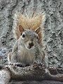 "Gray_Squirrel_USA.jpg" by User:Julio Cesar Voltolini