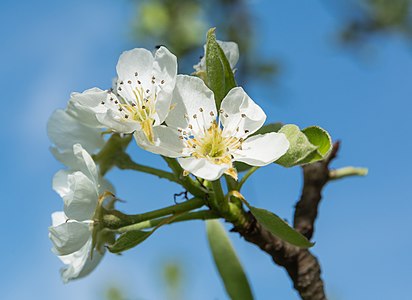 Pear, Pyrus communis, blossoms