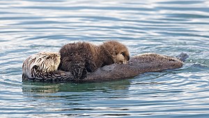 Sea otter nursing a pup