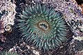 34 Sea anemone baja california uploaded by Tomascastelazo, nominated by Tomascastelazo