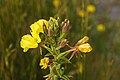 28 Oenothera biennis, Vic-la-Gardiole 01.jpg/2 uploaded by Christian Ferrer, nominated by Christian Ferrer