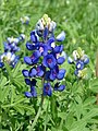 22 Bluebonnet-8100 uploaded by Loadmaster, nominated by Pine
