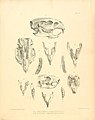 "The_zoology_of_the_voyage_of_H.M.S._Sulphur_(8330010822).jpg" by User:Fæ