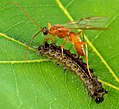 "Aleiodes_indiscretus_wasp_parasitizing_gypsy_moth_caterpillar.jpg" by User:Chiswick Chap
