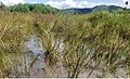 "Leptopanchax_opalescens_temporary_pools_flooded.jpg" by User:Ixocactus