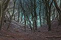 74 Møns Klint beech trees in gorge 2015-04-01-4864 uploaded by Slaunger, nominated by Slaunger