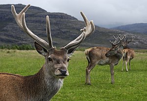 Red deer stag (Cervus elaphus) with velvet antlers