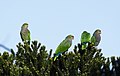 "Amazona_vinacea_Vinaceous-breasted_Parrot;_Urupema,Santa_Catarina,_Brazil.jpg" by User:Hector Bottai