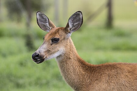 Close-up of a marsh deer (Blastocerus dichotomus) in Itirapina, São Paulo state, Brazil.