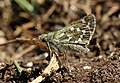43 Silver-spotted skipper butterfly (Hesperia comma) female underside uploaded by Charlesjsharp, nominated by Charlesjsharp