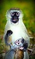 "Monkey_mother_with_her_baby.jpg" by User:Inezac