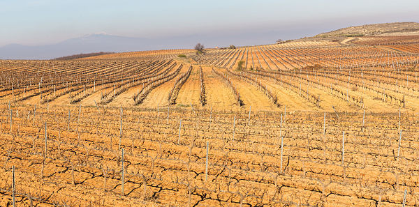 Vineyard fields in winter in Cariñena, Zaragoza, Spain. Cariñena, a popular wine region in Spain, that was constituted in 1933, was one of the first regions that became Denominación de Origen (Designation of Origin) in Spain. The most popular wine grape variety is grenache and the production of the area in 2013 was of 57 mill litres, 75% of them were exported.