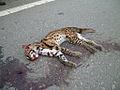 "Oil_palm_collateral_damage_Leopard_cat.jpg" by User:Abujoy