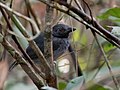"Frederickena_viridis_-_Black-throated_Antshrike_(male);_Ramal_do_Pau_Rosa,_Manaus,_Amazonas,_Brazil.jpg" by User:Hector Bottai