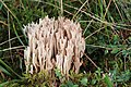 45 Zierliche Koralle Ramaria gracilis uploaded by Holleday, nominated by Tomer T