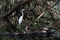 53 Ardea alba in mangrove uploaded by Tomascastelazo, nominated by Tomascastelazo