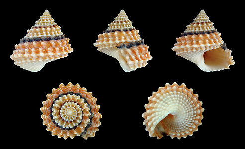 Five views of a shell of a Beaded Prickly Winkle, Tectarius coronatus