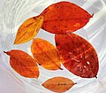 76 Playing with water, light and leaves (Fagus sylvatica) uploaded by Lesekreis, nominated by Tomer T