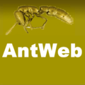 "Antweb_wp.png" by User:Palosirkka