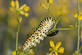 116 Papilio machaon larva uploaded by Zcebeci, nominated by Christian Ferrer