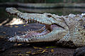 118 Crocodylus acutus albino uploaded by Tomascastelazo, nominated by Tomascastelazo