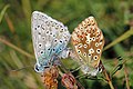 41 Chalkhill blue butterflies (Polyommatus coridon) mating 1 uploaded by Charlesjsharp, nominated by Charlesjsharp