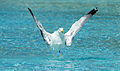 67 Yellow-legged gull, CAC (6) uploaded by KTC, nominated by KTC